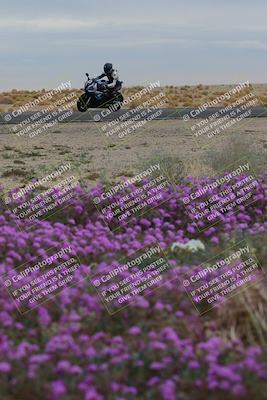 media/Jan-14-2023-SoCal Trackdays (Sat) [[497694156f]]/Turn 14 Exit Bloomig (145pm)/